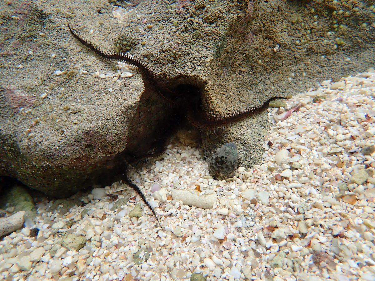 Ophiure des Seychelles