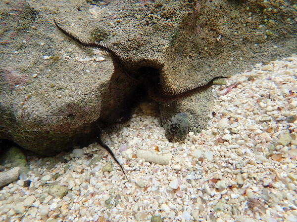 Ophiure des Seychelles