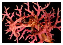 Ophiure du corail dentelle (caraïbes)