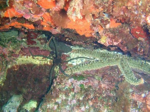 Ophiure lisse et étoile de mer glaciaire