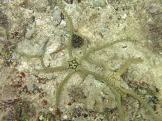 Ophiure tropicale