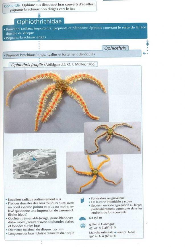 A la vue de la longueur des piquants, de leur orientation et de l'habitat dans lequel l'individu fut trouvé, il sagit du genre <em>Ophiothrix</em>....