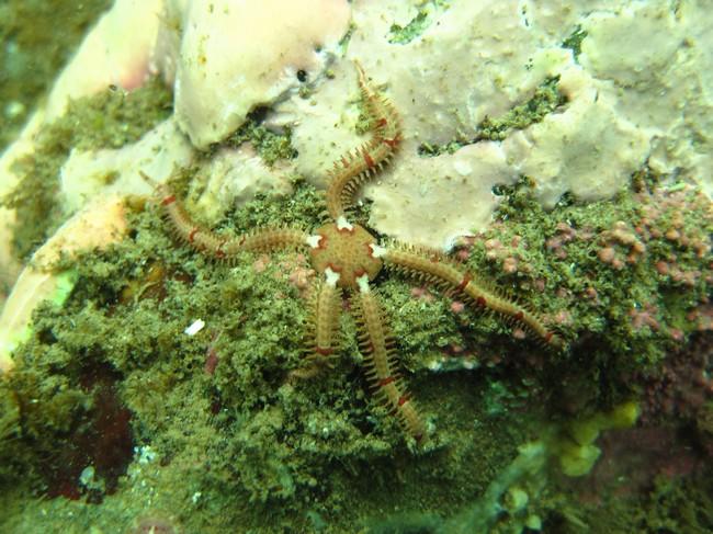 merci a toi philippe j'en ai repertorie une quinzaine voir une autre d'entre elle <br />peux t'on parler d'ophiure epineuse   ophiura sarsi elles s...