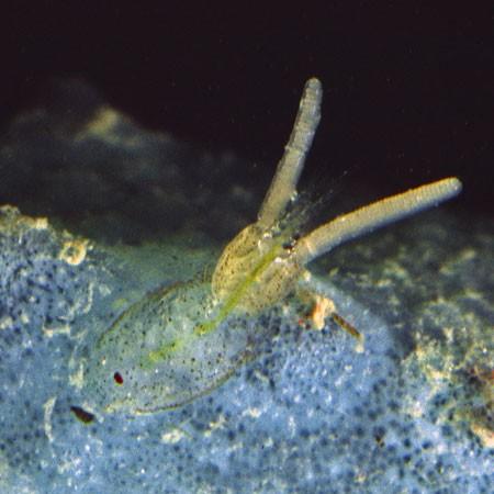 Ils ressemblent fortement des copépodes de la famille Caligidae. Les Caligidae sont une famille de copépodes parasites de poissons. En Europe on co...