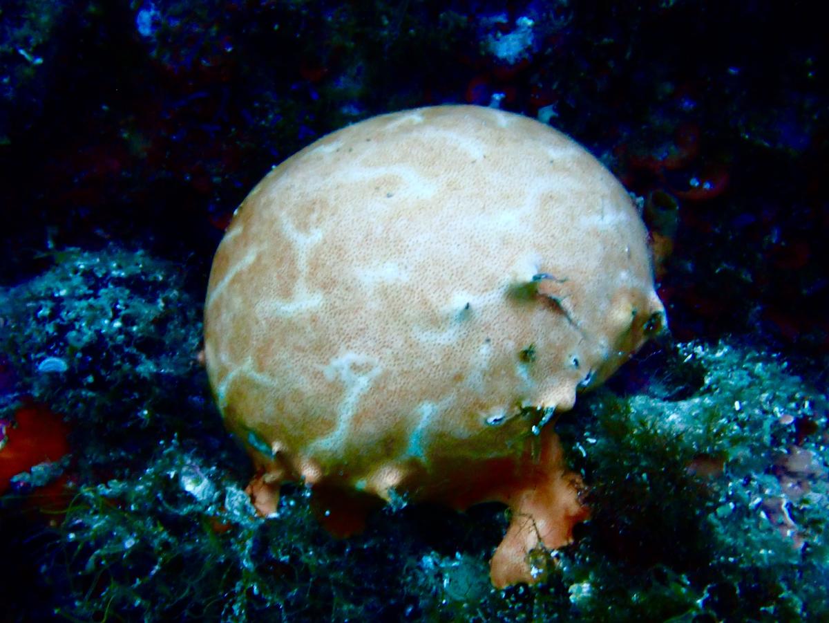 Orange de mer ?