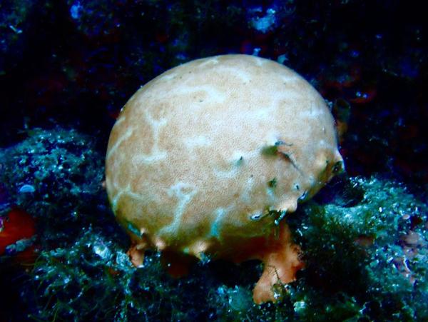 Orange de mer ?