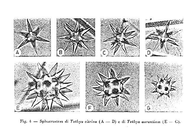 Rebonsoir,<br /><br />Effectivement, un document que j'ai consulté (je ne me rappelle plus lequel) différencie maintenant <em>Tethya citrina</em> d...
