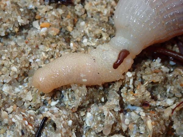 Organe ver cacahuète