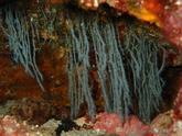 Organisme en forme de cordes effilochées