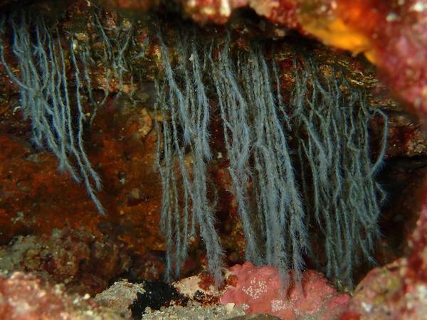 Organisme en forme de cordes effilochées