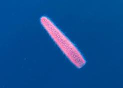 Organisme fluorescent