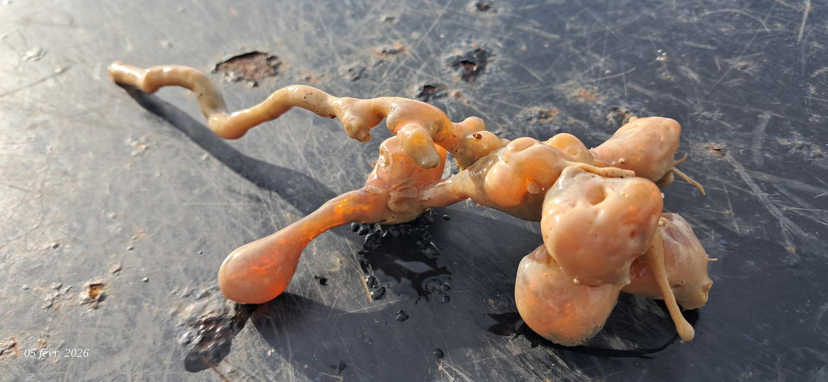 organisme gélatineux