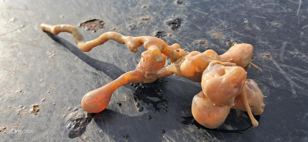 organisme gélatineux