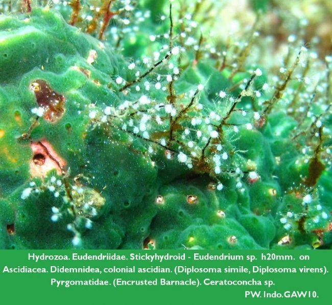 <p>Peut-on aller plus loin que ; Hydrozoa. Eudendriidae. Eudendrium sp. on Ascidiacea. Didemnidea, colonial ascidian. Diplosoma simile + bacteria....