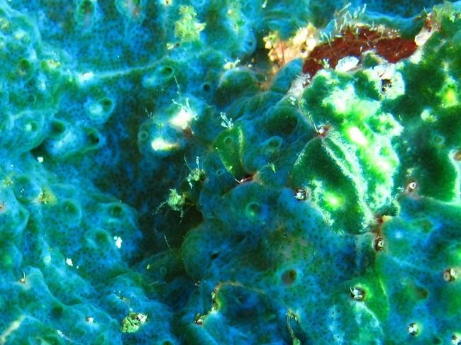 <p>Vue  rapprocher. Ces colonies d’organismes encroûtant, sont probablement une éponge.</p><br><p>Photo représente approx. 40 cm2 avec ce qui sembl...