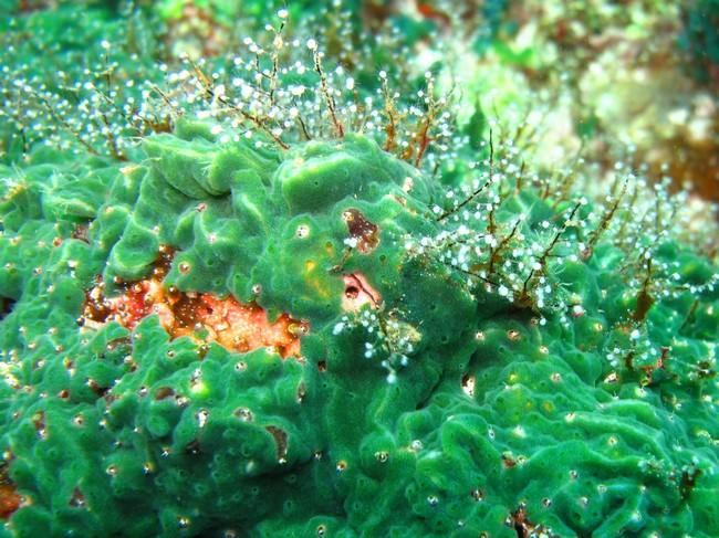 <p>Vue  rapprocher. Ces colonies d’organismes encroûtant vert bleus, sont probablement une éponge.</p><br><p>Photo représente approx. 80 cm2. Les t...