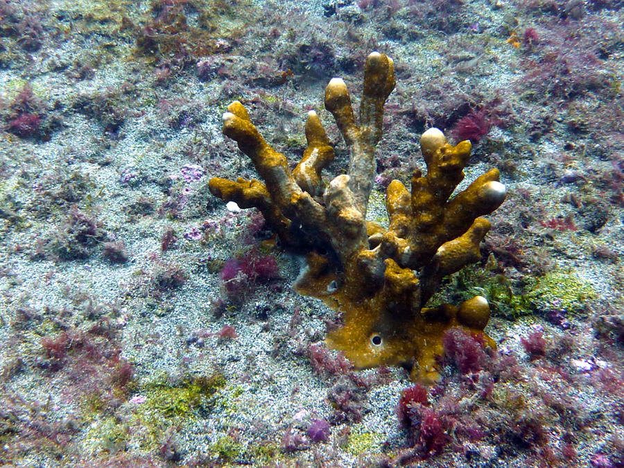 Où dois-je chercher,éponges? bryozoaires?ou autre?