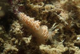 Ouessant, Facelina annulicornis ?