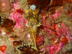 Ouessant, nudibranche à déterminer