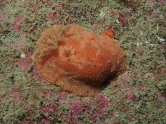 Ouessant, nudibranche non identifié