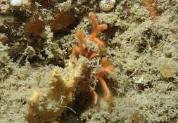 Ouessant, Smittina cervicornis ou Porella compressa ?