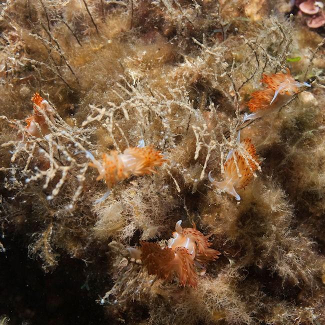 Ci-joint une photo de groupes de godives.