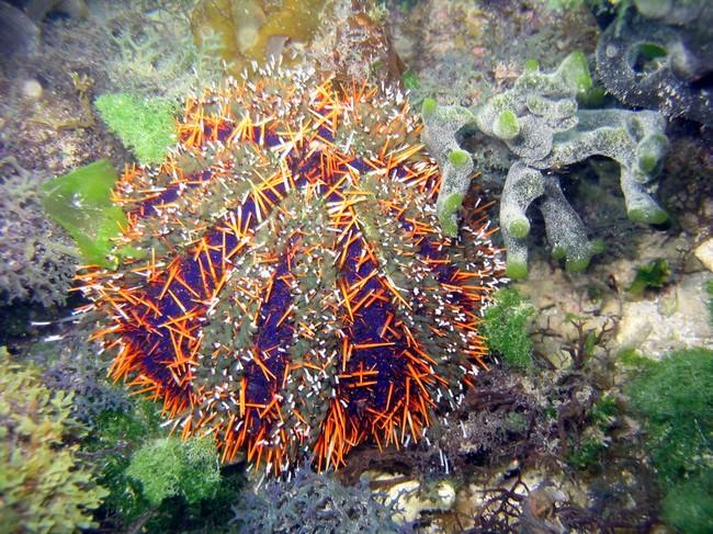 Voici la photo de la même espèce, dans le Pacifique.<br />C'est pas possible qu'il s'agisse d'une seule et même espèce, ou alors la variabilité géo...