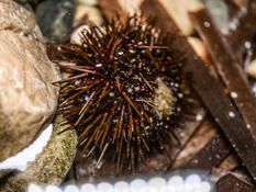 Oursin identifiable ?