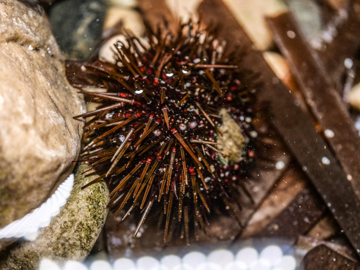 Oursin identifiable ?