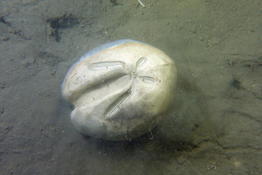 Oursin irrégulier Ova canalifera (Hérault, Med)