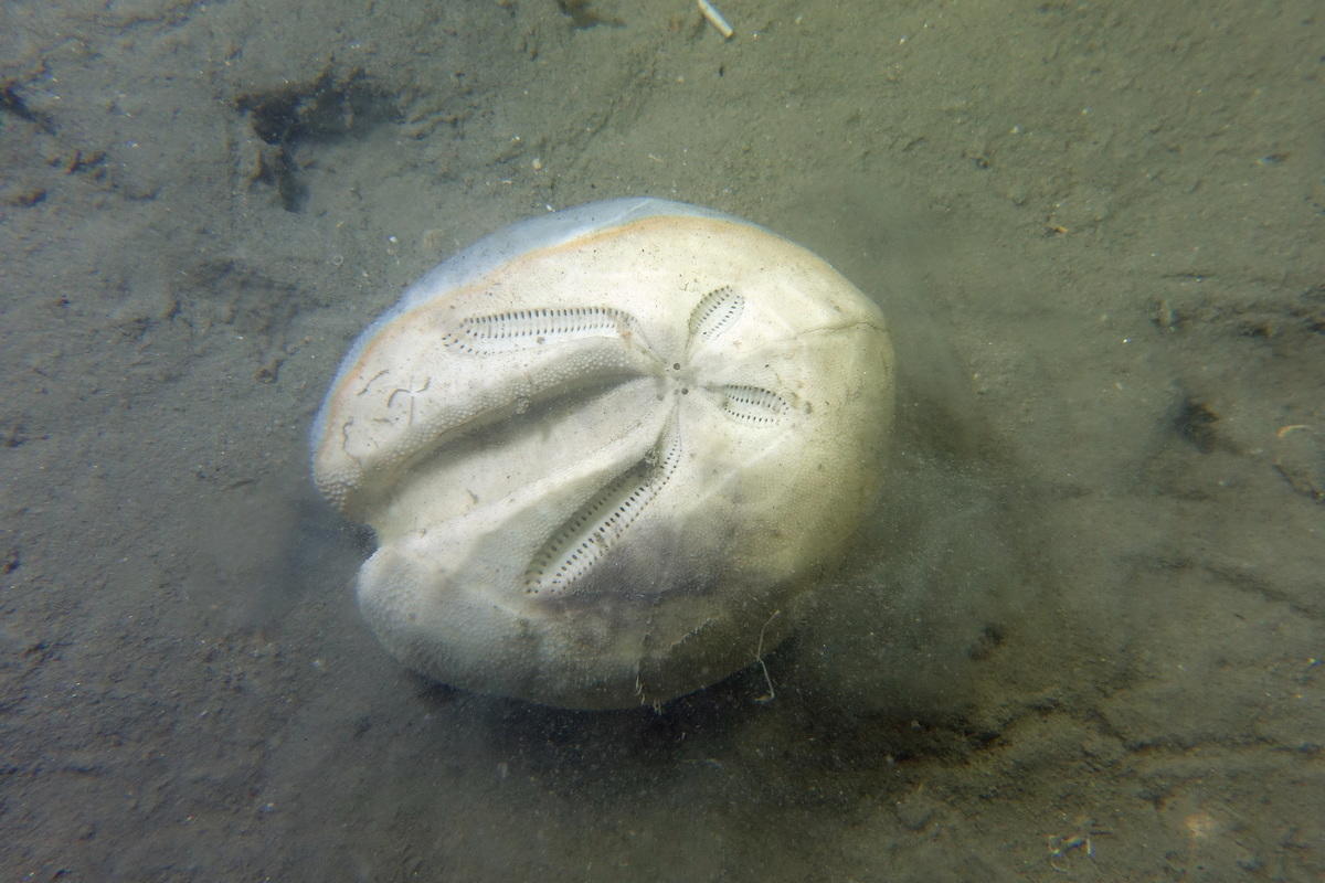 Oursin irrégulier Ova canalifera (Hérault, Med)