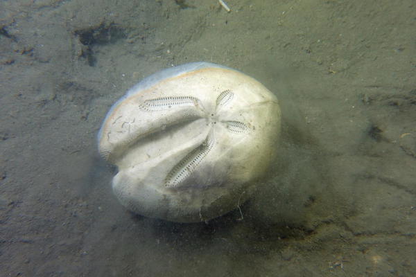 Oursin irrégulier Ova canalifera (Hérault, Med)