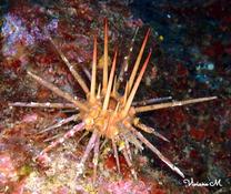 Oursin lance ou oursin crayon???