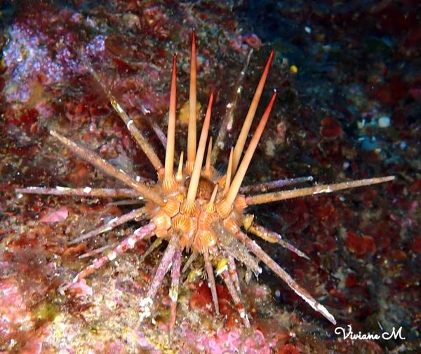 Oursin lance ou oursin crayon???