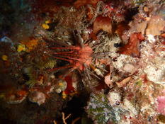 Oursin lance rouge (Stylocidaris affinis) ou oursin lance gris (Cidaris cidaris) ?