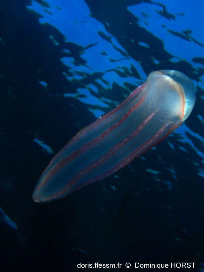 <p>Bonjour,</p><br><p>j'avais encore un doute entre B. cucumis et B. forskalii pour cette photo, mais la publication citée par Pierre m'a convaincu...