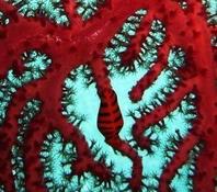 Ovulidae sur gorgone