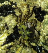 Pachygrapsus marmoratus ?