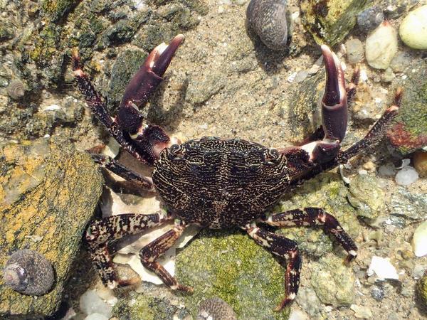 Pachygrapsus marmoratus - Crabe marbré
