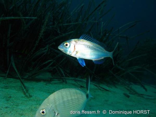 Pagellus erythrinus