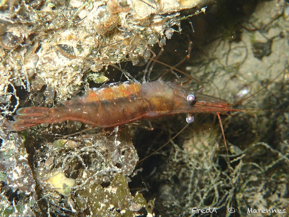 Palaemon à Marennes 