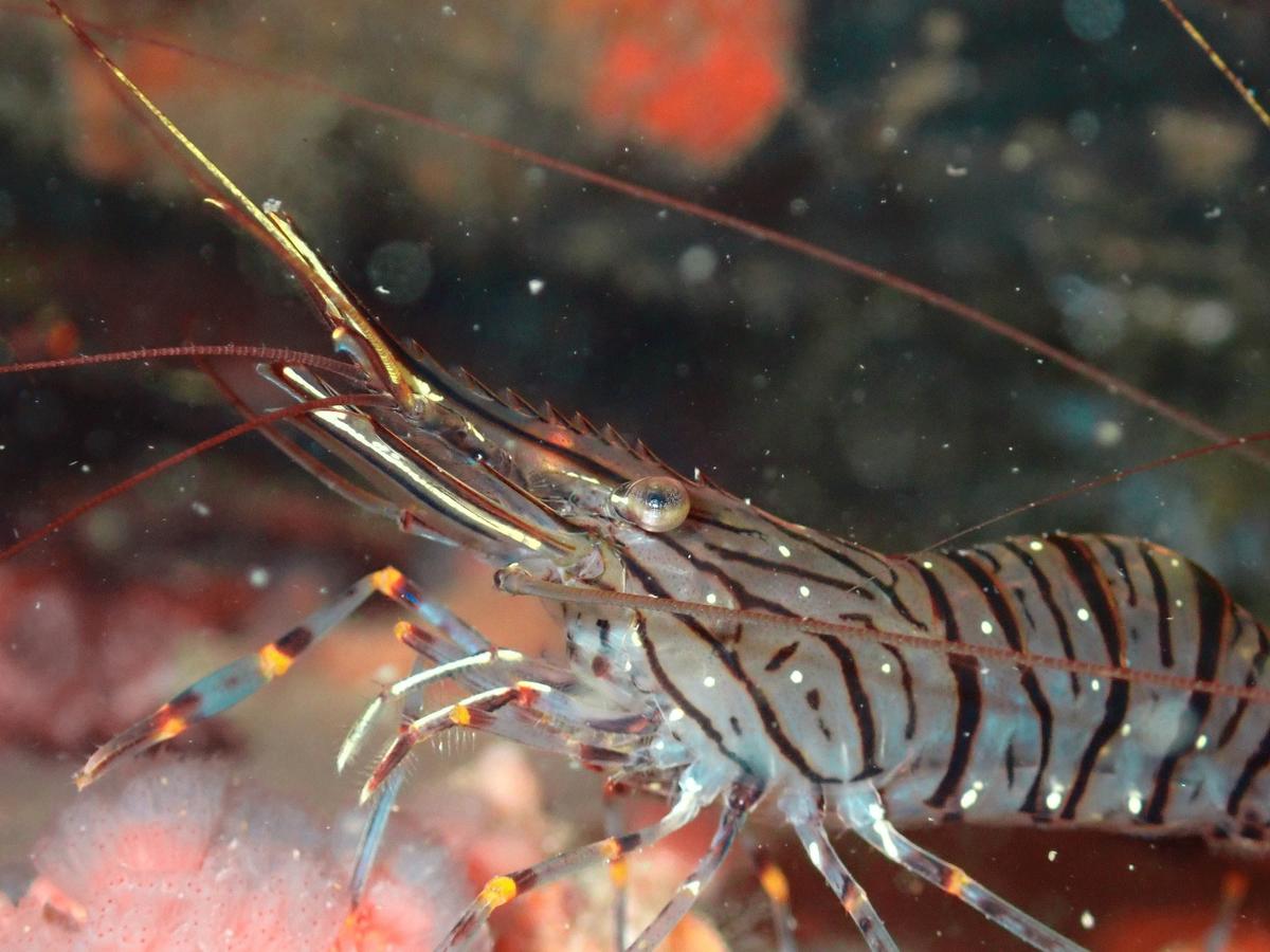 Palaemon elegans?