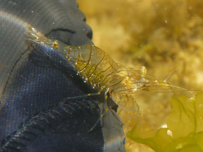 Photo de la même espèce de crevette prise sur un fond de 0,30 m. Détails de la tête et oeufs vu par transparence.  