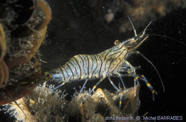 Ces des <strong>Crevettes bouquet ou Crevettes rose</strong>.