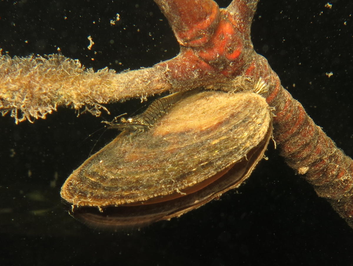 <p>Bonjour,</p><p>Une crevette <em>Palaemon sp</em>. observée hier en mangrove en Guadeloupe. Je ne sais pas si c'est la même espèce.</p><p>On trou...