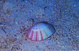 Palourde (à priori...) en Mer Rouge