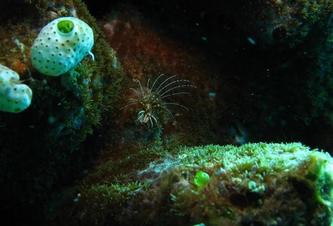 <em>Pyrgomatidae</em>,   c'est ça le nom que je cherchais !  Merci Gaetan. <br /><br />Mais sans doute mort et recouvert de poussière, normalement...
