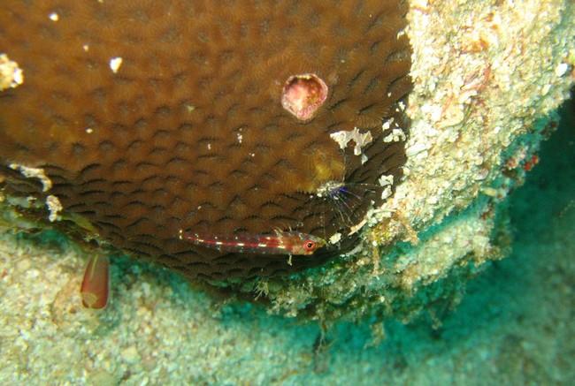 Pour ma part j'ai inscrit;   Pyrgomatidae. (Encrusted Barnacle). Ceratoconcha sp. Pulau weh, Banda Aceh, Indonesia. just au dessus, a droite de ce...