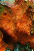 Panaches orangés sur Crambe crambe