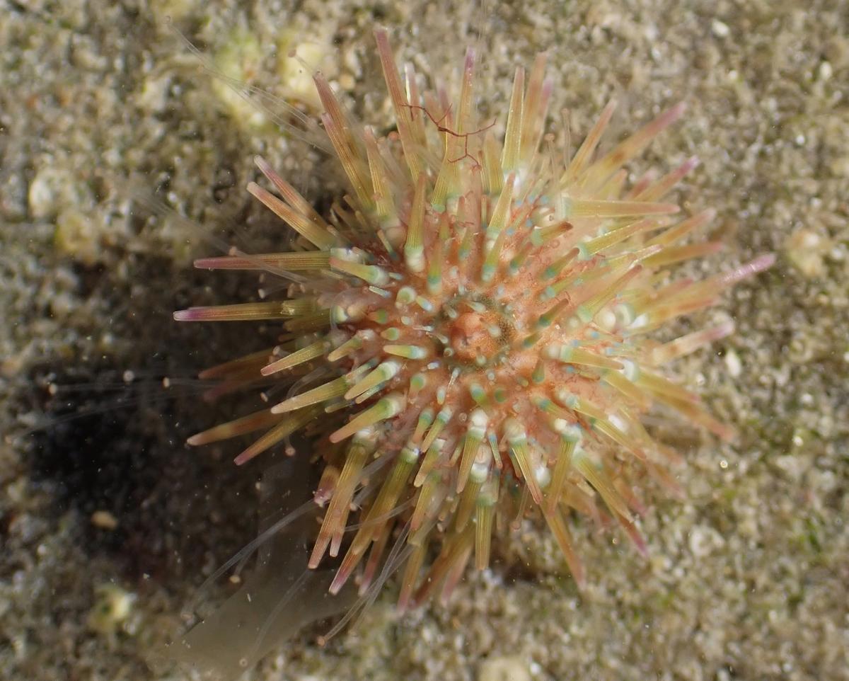 Paracentrotus lividus?